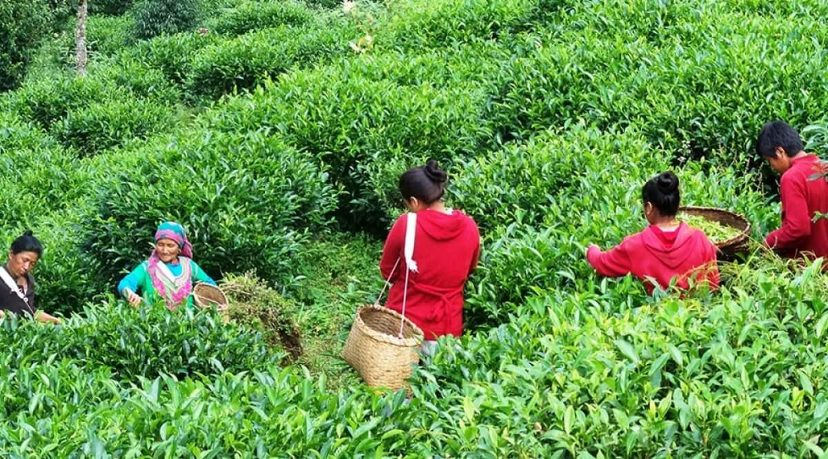 चिया : उत्पादनमा मौसम, निकासीमा कोरोना झमेला