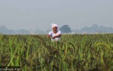 How Nepal, a country of farmers, became a food importer over the years