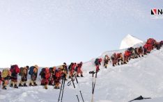 मनास्लुमा आरोहीको भीड, १८६ ले लिए आरोहण अनुमती