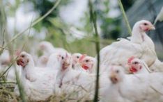 全球首次发现人感染H5N8型禽流感病毒