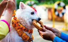 आज कुकुर तिहार मनाइँदै