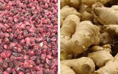 कोरोना असर नगदेबालीमा : भण्डारमै थन्किए अलैँची र अदुवा