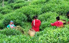 चिया : उत्पादनमा मौसम, निकासीमा कोरोना झमेला