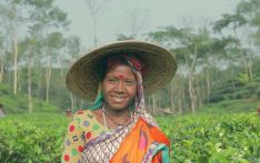 孟加拉国今年茶叶产量将实现增长