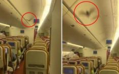 印度一航班客舱内发现蝙蝠 被迫折返