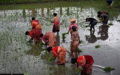 Crippling fertiliser shortage clouds Paddy Day celebrations for thousands of farmers 