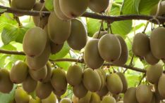 ताप्लेजुङमा किवीले पाएन बजार