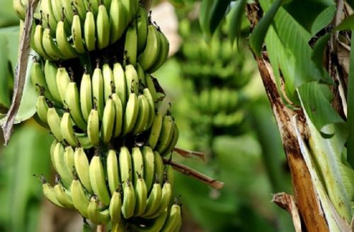 Banana_Kheti-760x500