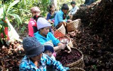 ताप्लेजुङका किसानलाई अलैंची थन्क्याउन भ्याइनभ्याइ