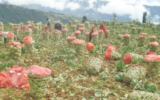 尼泊尔东部山区蔬菜贸易随季节变化