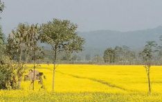 चितवनमा तोरी उत्पादनमा वृद्धि