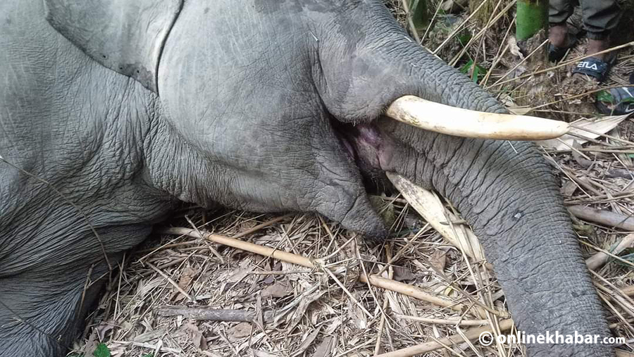 Elephant-Death-in-Sunsari