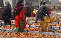 农民担心西红柿价格低