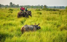 尼泊尔5个最适合观赏野生动物的国家公园