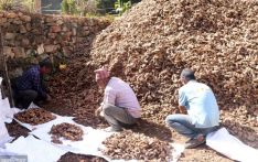 व्यापारी नआउँदा १८ रुपैयाँ किलोमै अदुवा