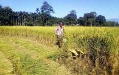 尼泊尔水稻涨价 农民对此欢欣鼓舞