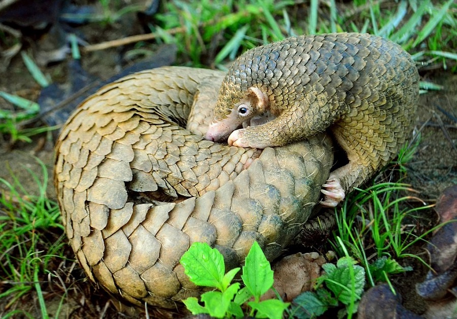 1024px-Pangolin