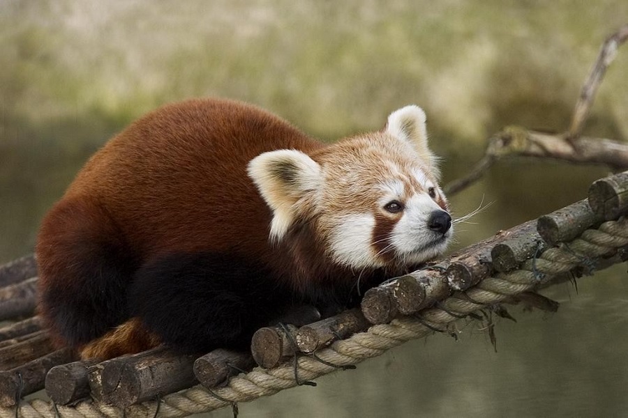 Red_Panda