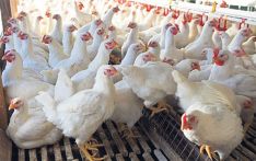 Bird flu detected in Bhaktapur