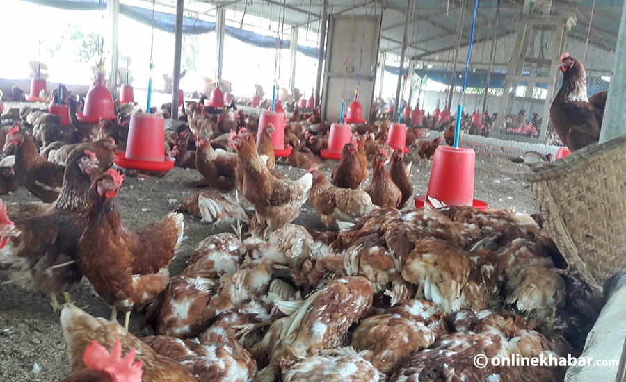 bird-flu-poultry-farm-chitwan