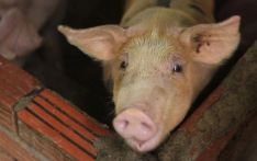 奇特旺巴拉特普尔地区2800多头猪死于非洲猪瘟