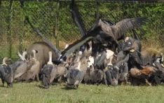奇特旺国家公园卡萨拉秃鹫繁育中心十只秃鹫放归野外