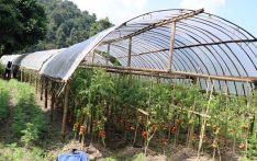 धनकुटामा टनेल खेतीमा आकर्षण बढ्यो