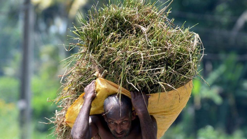 2021 年 2 月 24 日，一名农民在科伦坡郊区卡卢特勒的一块田地里顶着收获的稻谷。