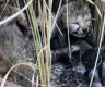 Translocated Namibia cheetah gives birth to 4 cubs in India