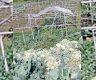 कृषि उत्पादनको निःशुल्क ढुवानी