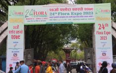 Colourful flower expo at Brikutimandap