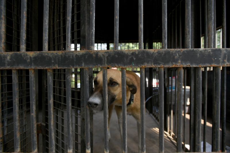 2022 年 10 月 18 日在印度中央邦捕获的流浪狗。