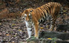 印度猎豹的诞生激发了邻国尼泊尔对快速猫科动物的兴趣