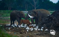 外媒：为避免野生动物塑料中毒 斯里兰卡政府将禁用一次性塑料制品