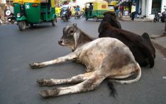 一年超1.3万头牛被撞死，印度火车跟牛相撞事件为何屡见不鲜？