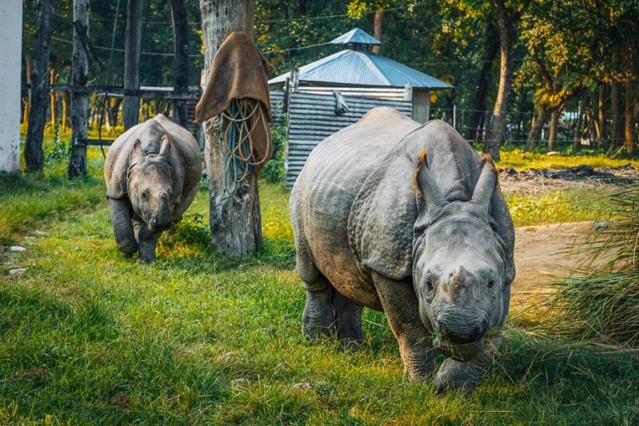 Things-to-Do-in-Chitwan-1-1024x683