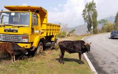 Trashigang DT decided to auction free-ranging animals