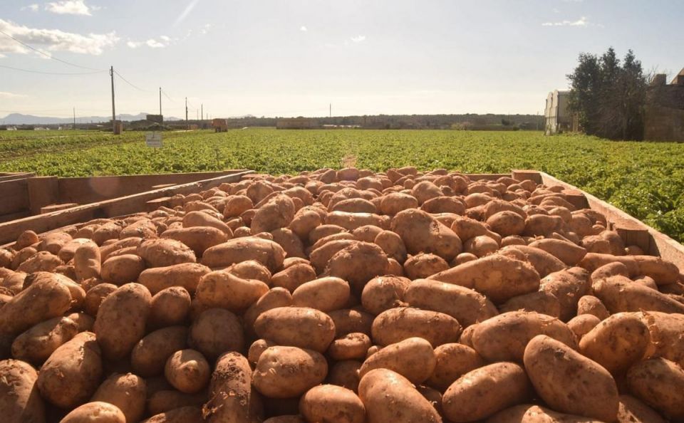 马略卡岛开始向英国出口马铃薯：Lady Christl 品种是早期马铃薯中的第一个