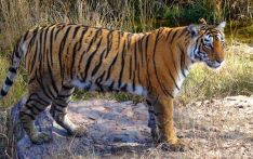 印度濒临灭绝的老虎种群数量正在反弹，保护主义者大获全胜        
