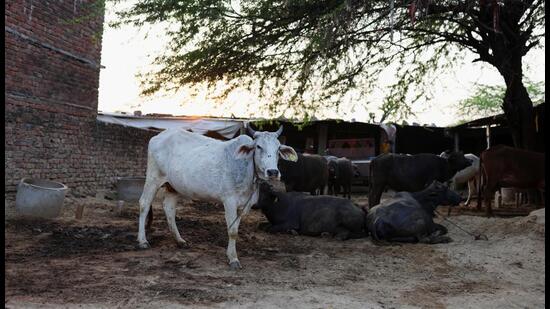 2 月，在印度斋浦尔郊区的一个牛棚里，人们看到一头从结节性皮肤病中恢复过来的奶牛。 （路透社）