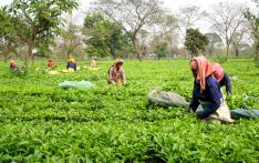 समस्याले जेलियो चिया क्षेत्र