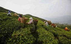 尼泊尔茶业正在经历艰难时期