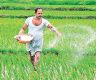 SL’s rice output projected to recover to pre-fertiliser ban levels next year