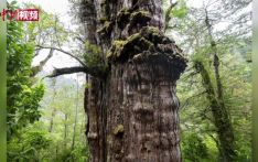 智利古树在世逾5000年 或是全球“最老古树”