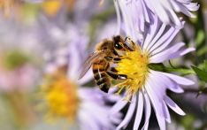 让你快乐的多巴胺，也会影响蜜蜂行为