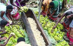  乌干达香蕉文化无处不在
