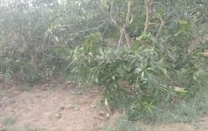 हावाहुरीले आँप बालीमा क्षति, किसान चिन्तित्