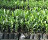 फलफूलका बिरुवा उत्पादनबाट मनग्य आम्दानी