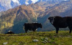 संरक्षण गर्न किसानलाई याक वितरण