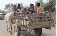 मधेशमा हराउँदै गोरुगाडा